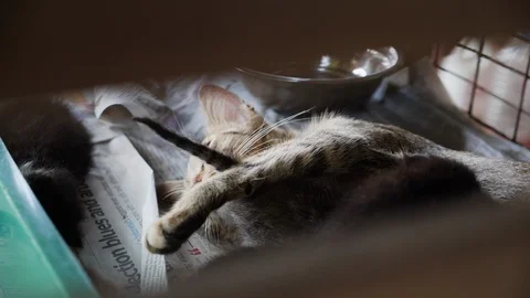 Close up of cats lying on top of each other in steel cage, George Town, Malaysia Stock Footage 146551713