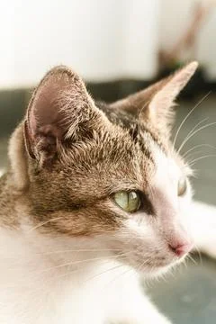 Close up of a cat's muzzle, a beautiful pet. Stock Photos