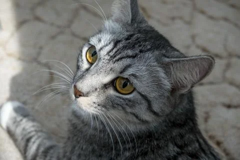 Close-up of a cat's muzzle.The cat looks playfully to the side. Foto stock