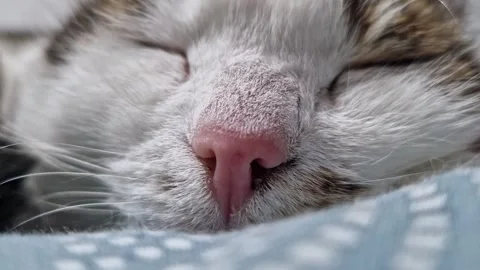Close-up of a cat's muzzle. Close-up of a cat's face Video stock 328975043