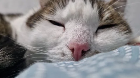 Close-up of a cat's muzzle. Close-up of a cat's face Stock Footage 328975044