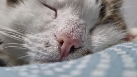 Close-up of a cat's muzzle. Close-up of a cat's face Stock Footage 328975048