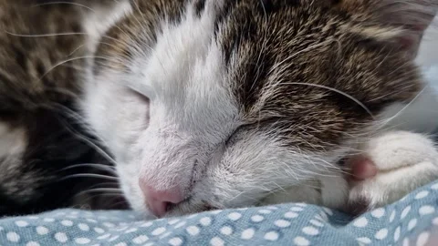 Close-up of a cat's muzzle. Close-up of a cat's face Stock Footage 328975051