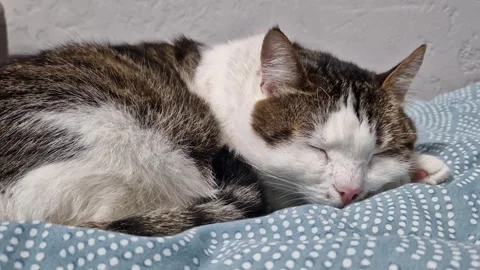 Close-up of a cat's muzzle. Close-up of a cat's face Stock Footage 328975053