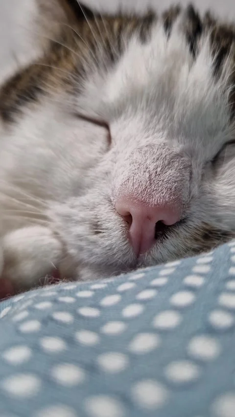 Close-up of a cat's muzzle. Close-up of a cat's face Stock Footage 328975059
