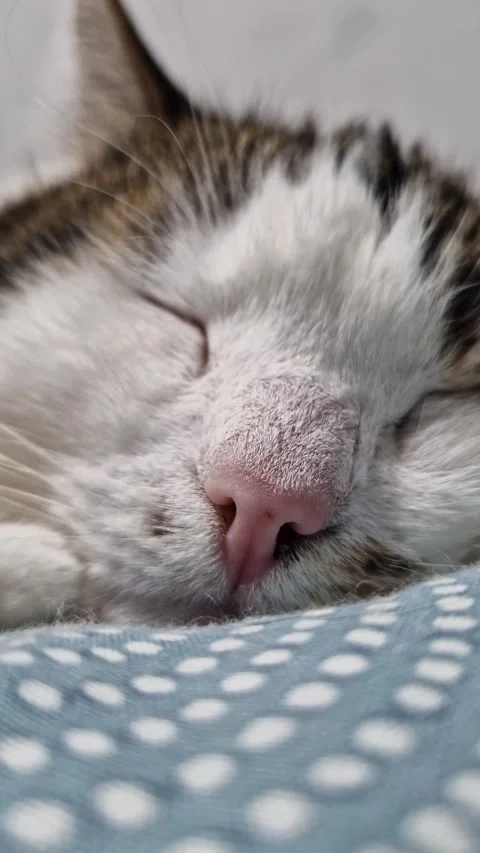 Close-up of a cat's muzzle. Close-up of a cat's face Stock Footage 328975061