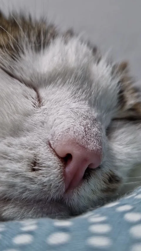 Close-up of a cat's muzzle. Close-up of a cat's face Stock Footage 328975066