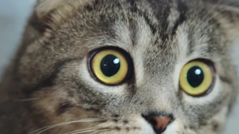 Close-up of a cat's muzzle Video stock 209960135