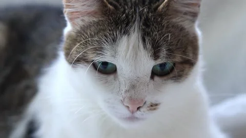 Close-up of a cat's muzzle Stock Footage 276767778