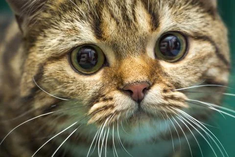 A close-up of a cat's muzzle, nose, whiskers and beautiful eyes Stock Photos