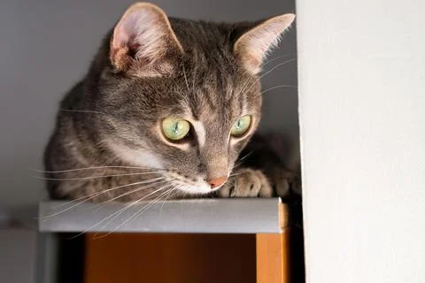 Close-up of a cat's muzzle. Pet looking down Stock Photos