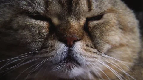 Close-up of the cat's muzzle. A purebred cat rests after eating.  Stock Footage 204118758