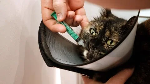 Close-up cat's muzzle when owner gives drug by insert the syringe into back Stock Photos