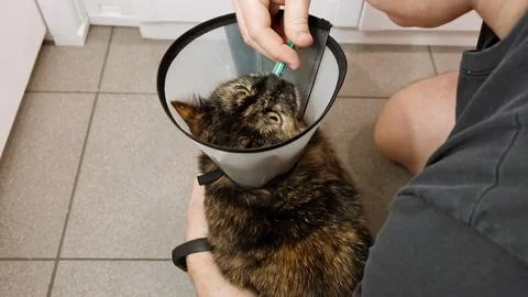 Close-up cat's muzzle when owner gives drug by insert the syringe into back 库存照片