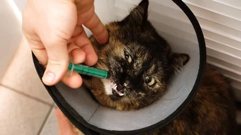Close-up cat's muzzle when owner gives drug by insert the syringe into back Stock Photos