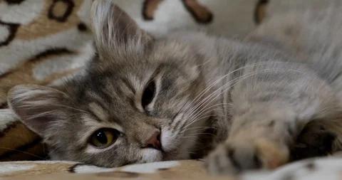 Close-up Of Cat's Orange Eye. 動画素材 100815846