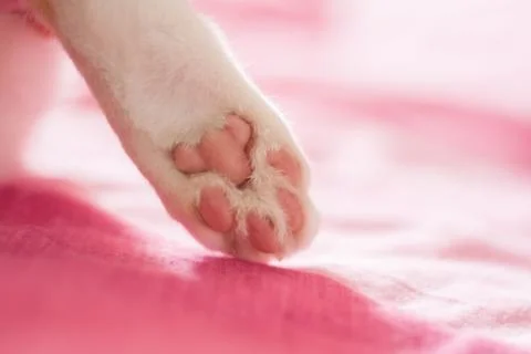 Close Up of a cat’s paws, cat lie down on pink bed. 库存照片