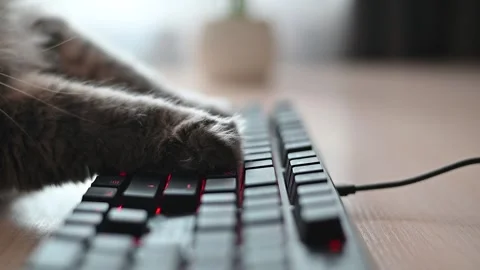 Close-up of a cat's paws pressing keys on a keyboard in a home office. Natural Stockbeeldmateriaal 337101075