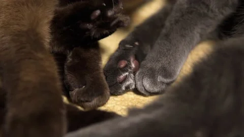 Close-up of the cat's paws of the Siamese cat and the gray cat Korat 動画素材 143030862