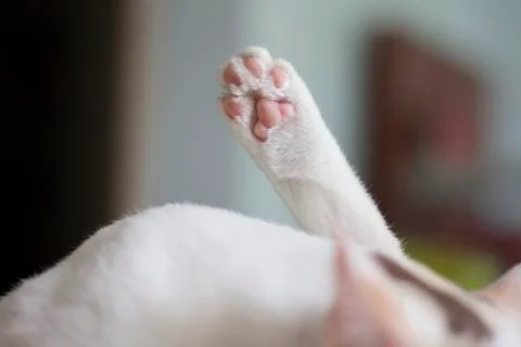 Close Up of a cat’s paws, while white cat cleaned itself. Stock Photos