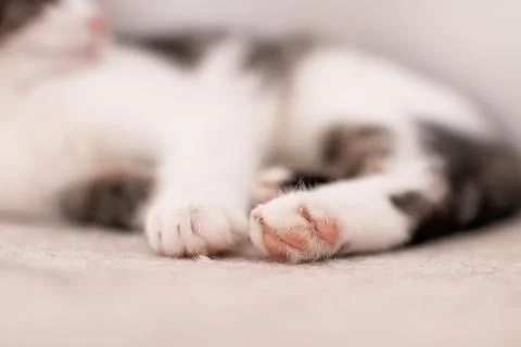 A close-up of a cat’s soft paws resting on a light surface Foto stock