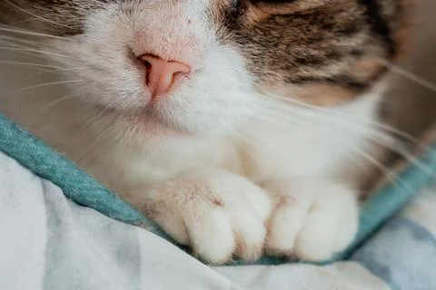 A close-up of a cat’s soft paws resting on a light surface Foto stock