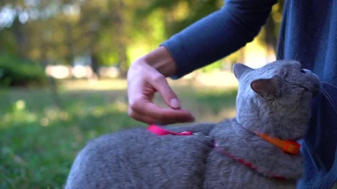 Close-up of cat's stroking face. Cat climbs on the girl's hands. Video stock 116618696