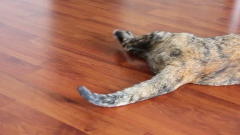 Close Up Of Cat’s Tail Wagging Stock Footage
