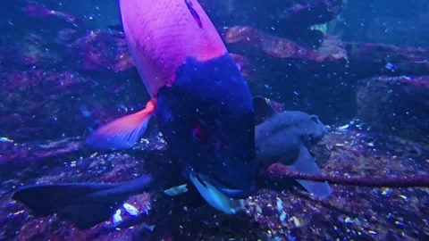 Close up of catshark eating Stock Footage 264125402