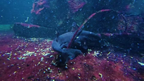 Close up of a catshark fish eating Stock Footage 264139919