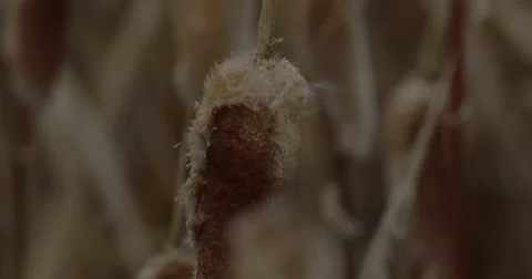 Close on cattail head in breezy marsh Stock Footage 68105816