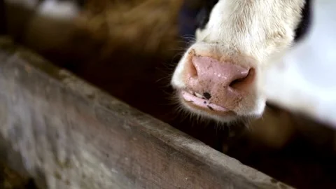 Close up of cattle eating the dairy feed as the dispenser rolls by. rises. Stock Footage 265873752