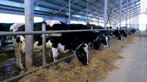 Close up of cattle eating the dairy feed as the dispenser rolls by. rises. Stock Footage 265874924