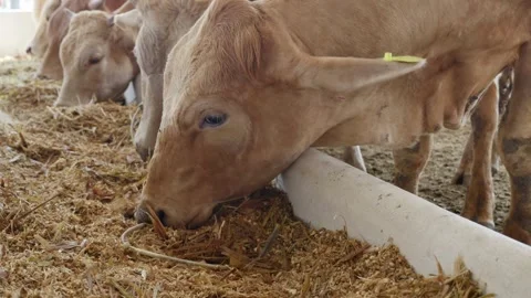 Close up of cattle eating the dairy feed as the dispenser rolls by. rises. Stock-Footage 334655567