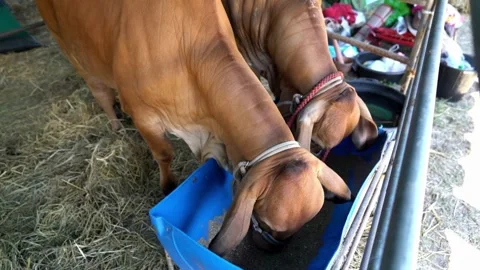 Close up of cattle eating the dairy feed as the dispenser rolls by. rises. Vídeos de archivo 334655641