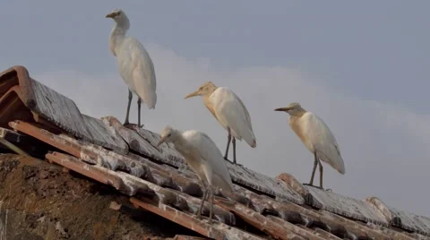 Close-up of Cattle Egret Stock Footage 67346662