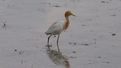A close-up of a cattle egret on the muddy field Stock Footage 314577900