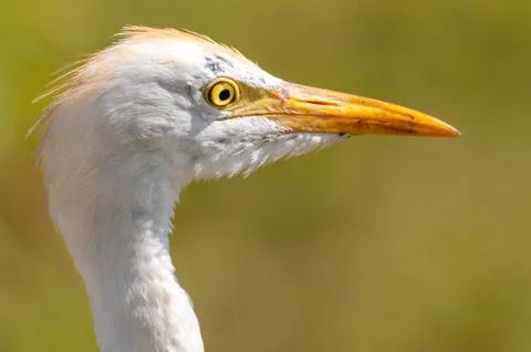 Close up of a cattle egret Stock Photos