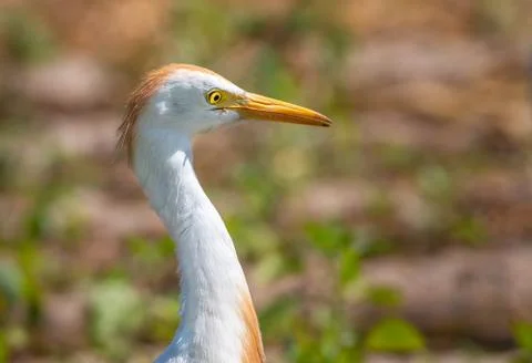 Close up of a cattle egret Stock Photos