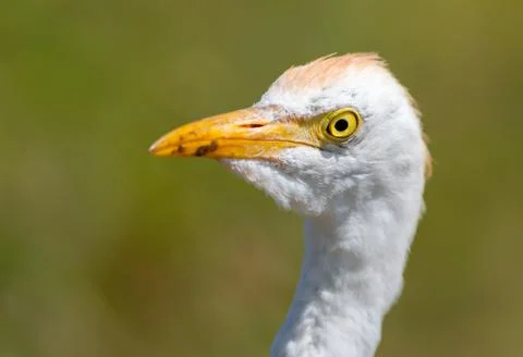 Close up of a cattle egret Stock Photos