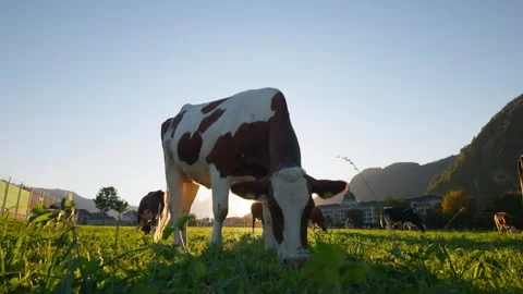 Close-up, Cattle Grazing in Alpine Meadow During Warm Golden Evening Stock-Footage 347884394