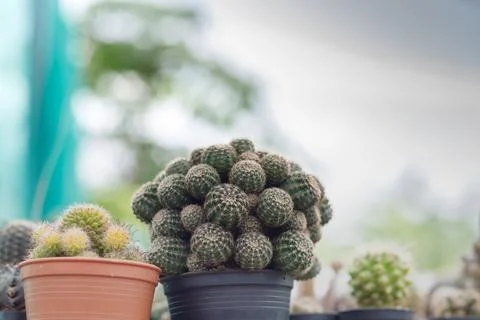 Close up of cattus in potted Stock Photos