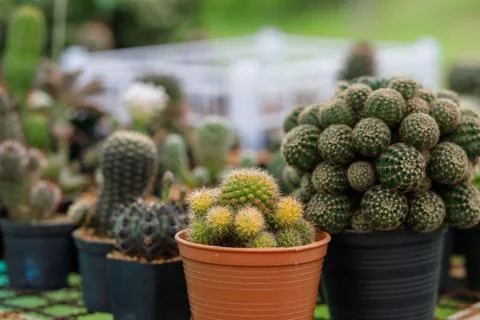 Close up of cattus in potted Foto stock