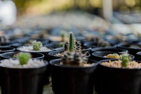 Close up of cattus in potted Stock Photos