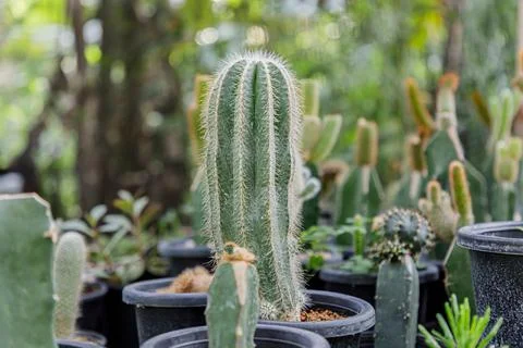 Close up of cattus in potted Stock Photos