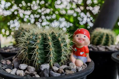 Close up of cattus in potted Stock Photos