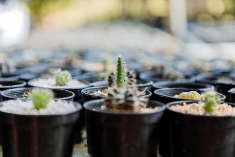 Close up of cattus in potted Stock Photos
