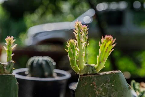 Close up of cattus in potted Stock Photos