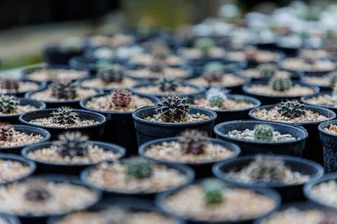 Close up of cattus in potted Stock Photos