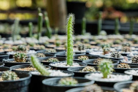 Close up of cattus in potted Stock Photos